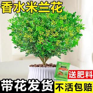 Perfume Milan Flower Potted Plant with Buds, Indoor Florals and Green Plants, Old Stump Saplings, Balcony Plants That Bloom in All Seasons and Are Easy to Live