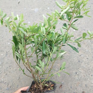 �� �� ˮ��ֲ�� ˮ������ ��ľ���� �@�־G�� ��С�� ��