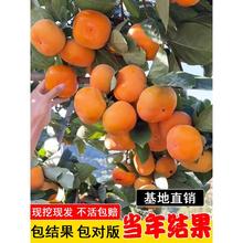 柿子树果苗盆栽地栽特大庭院果树火晶柿磨盘柿黑柿脆柿甜柿子苗树