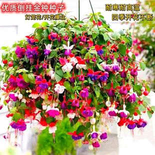 ������R���\�����N�ӵ��R�����׷N�҃��ֲ̨���ͺ����Ի��ݷN��