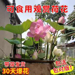 �ɻ�����ˮ�B�����^�pɏ���N�������˯ɏ�ļ�ˮ��ֲ���ʳ��ɏź