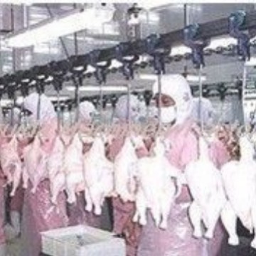 鸡鸭大鹅宰杀流水线 鸭子浸蜡扒蜡 家禽屠宰生产线