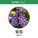 盛千嘉 5% индольный бутират нафталин ацетат -корневой корневой виноград Регулирует рост регулятора роста растений пестицидов 5G