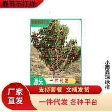 基地批发樱桃苗矮化大樱桃黄蜜樱桃苗现挖现卖俄罗斯8号樱桃树苗