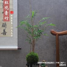 批发红观音竹苔玉水培红竹苔藓球植物竹子球型办公桌水养绿植四季
