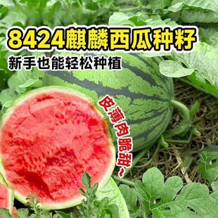 ����8424���ϷN���ش󴺼��ļ��߮a�Нh�������ϷN�����Ϸ�������