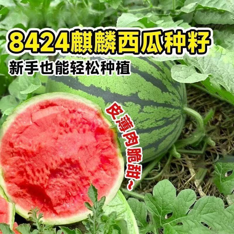 甜王8424西瓜种子特大春季四季高产懒汉麒麟西瓜种籽孑南方西瓜苗