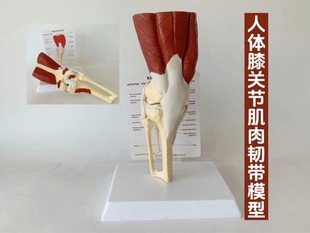 Functional model of human knee ligament muscle skeleton menisci medical teaching explanation display
