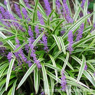 Phnom Penh Ophiopogon Japonicus Seedlings House Courtyard Lawn Greening Ground Cover Grass Flower Seedlings Flower Bed Along the Steps Flower Border Plant Package Free Shipping