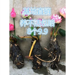 �~��ˮ�׺ӵ��Nֲ˯ɏ�ϸ���С��ѿ���� ɏ����ˮ������ֲ����ɏ