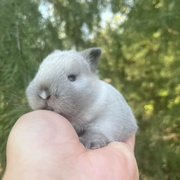 Siamese dwarf rabbit
