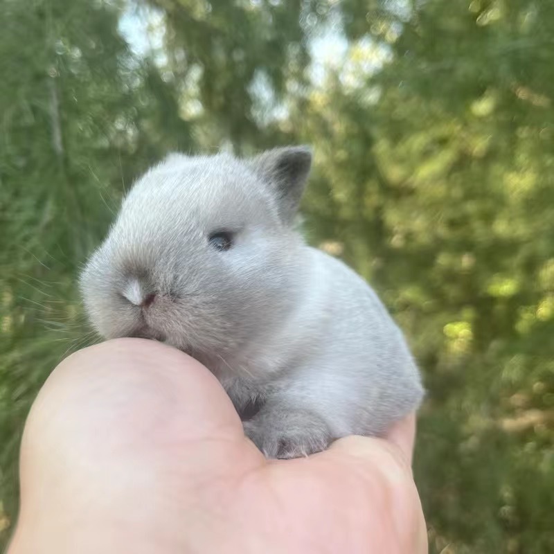 小さなウサギ、生きているノームウサギ、成長しない、ミニプリンセス、オランダ垂れ耳ウサギ、ティーカップウサギ、飼い慣らされたペットウサギ|undefined