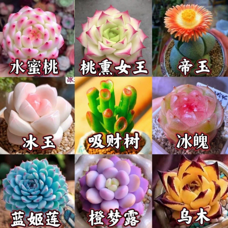 Новое суккулентное комбинированное растение персикового цвета, копченая королева, ледяная тень, пакет, легко поддерживаемые морозостойкие офисные горшечные растения для новичков