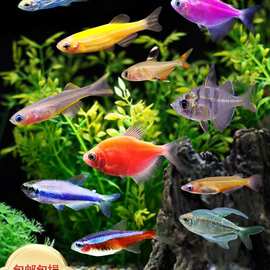热带鱼观赏淡水鱼活体宠物鱼小型鱼斑马红绿灯孔雀群游鱼苗灯科鱼