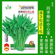 三叉空心菜种子四季青菜籽柳叶大叶籽盆栽蔬菜种雪里红麦菜小叶