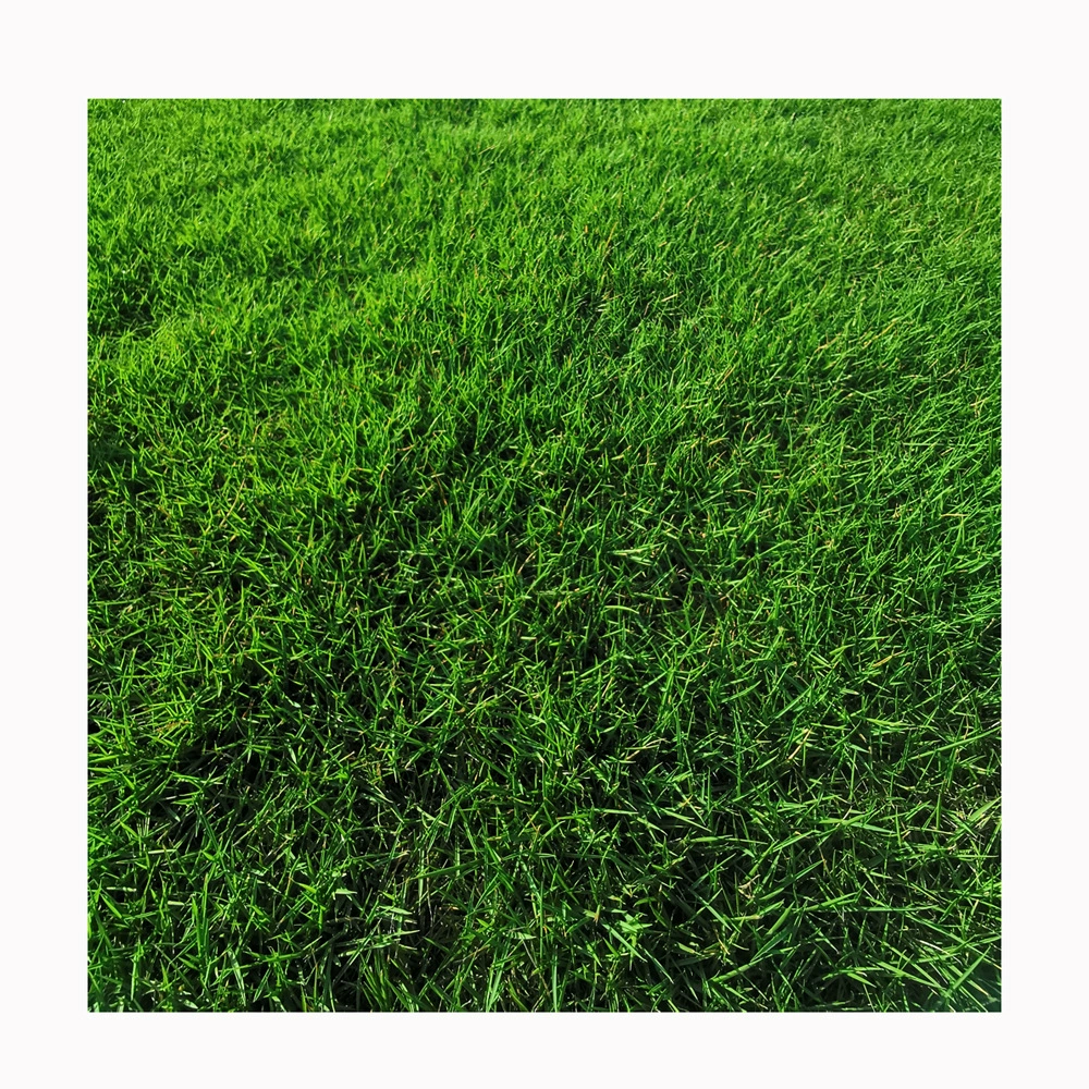 Манила/Zoysia трава ржавчины сад газон протектора упорный Оптовая дерн с почвой Манила трава ржавчины