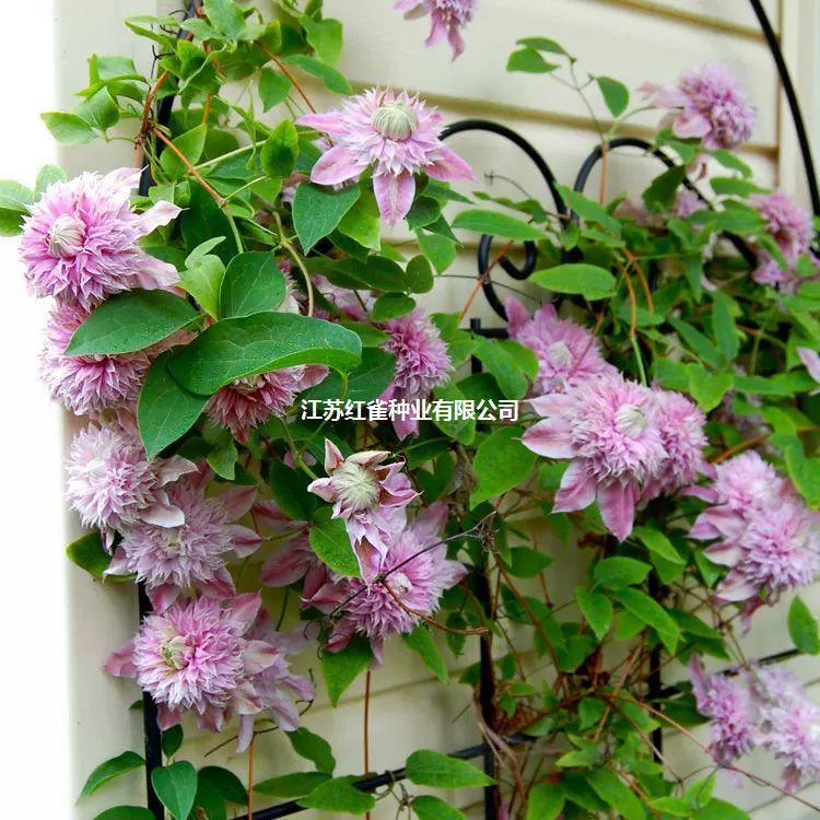 Садоводство растение в горшке клематис 3 года корневой цветок крытый балкон двор чудо семена растений