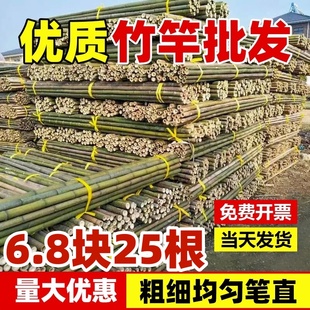 Bamboo Pole Vegetable Garden Trellis for Cucumbers, Tomatoes, and Beans; Bamboo Fence, Small Bamboo, Thin Bamboo Poles, Climbing Trellis