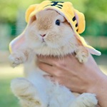 宠物兔有哪些品种养殖场出售各种子安哥拉兔价格迷你活体特种