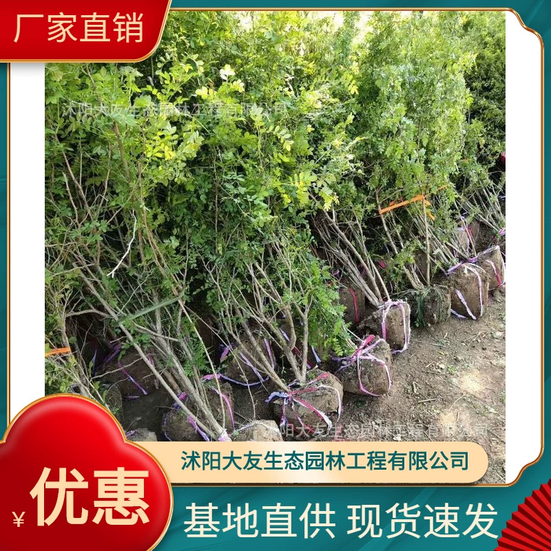 Красная Шипованная Роза база оптом собственные сорта саженцев красной розы завершают проект живописного ландшафтного дизайна Зеленые саженцы