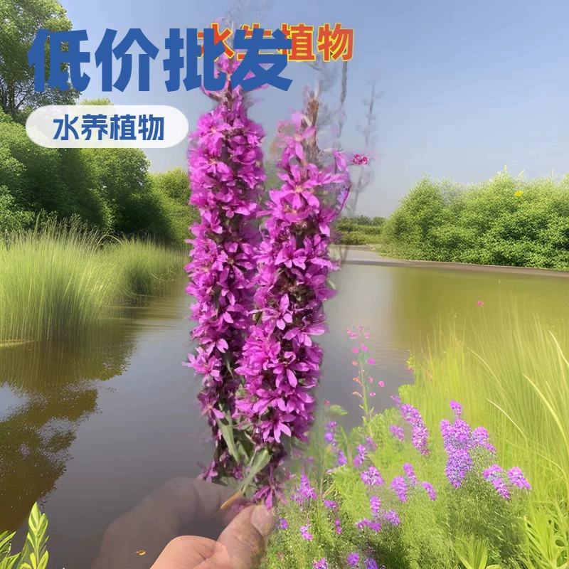 Рассада цветов настурции, водные растения, морозостойкие и засухоустойчивые, легко выращиваемые многолетние цветы в любое время года, инженерные зеленые цветы для ландшафта двора.