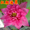 Bowl lotus hydroponic plant species, flowers, flowers, four seasons of interior flowering water, water lotus lotus seed lotus seed seed seeds