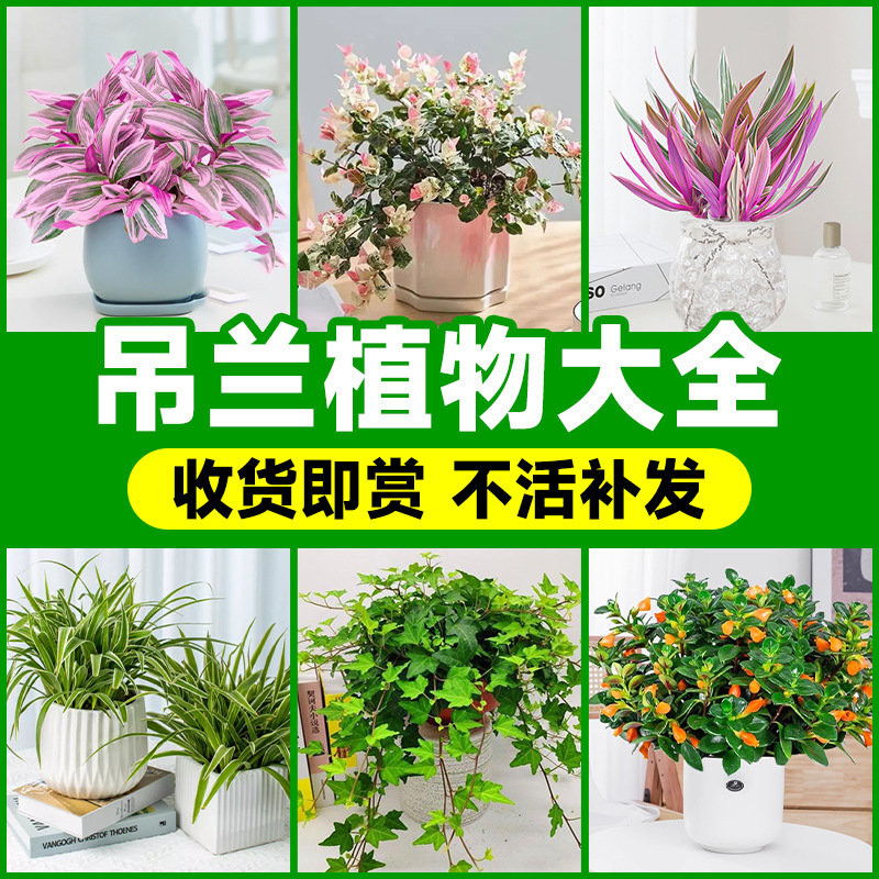 一件吊兰垂吊植物盆栽冬季油画金鱼吊兰室内悬挂花卉绿植常春