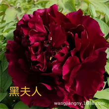 牡丹花种子洛阳内牡丹花籽四季播种易活阳台庭院室外种植花卉种子