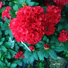 �tɫ���N��  �u�ڶ��N��18-20������ʮ���ֹڷ�