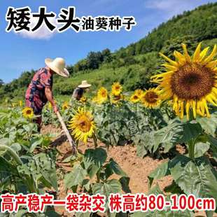 Edible Sunflower Seeds, High-Yielding Large-Capsulesed Sunflower Seeds, Dwarf Large-Headed Oil Sunflower Seeds, Spring and Summer Balcony Vegetable Crops