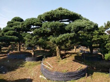 宁波奉化造型五针松庭院别墅风景树广场公司门面树精品苗木基地
