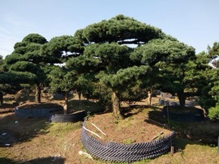 ��������������ͥԺ�e���L����V����˾�T��侫Ʒ��ľ����