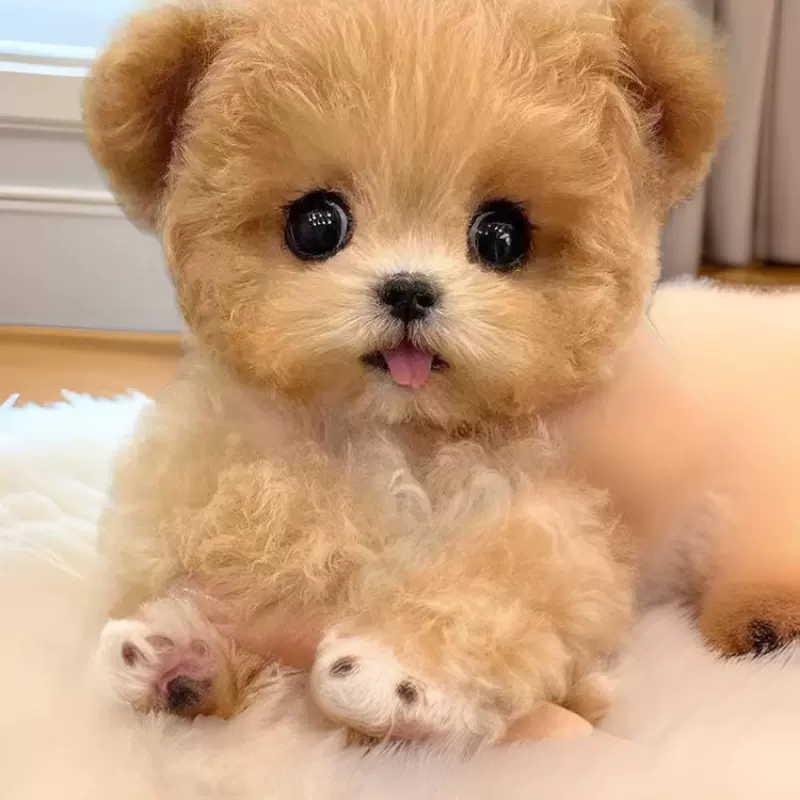 批发定制贵宾犬小型犬玩赏犬幼犬活体纯种狗狗泰迪伴侣犬幼崽活体