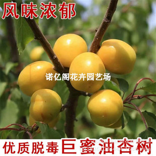 �ش������Ә������������Ә���޽Ӿ����������������ϱ����Nֲ