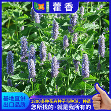 藿香种子批发青茎薄荷花阳台盆栽芳香葵花籽四季易种花卉种子