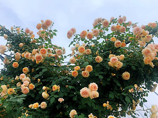 һ�����l�����ذ��Sľ�㻨������ֲ��ͥԺ�e�����ܶ໨�t�Nޱ�ٱ�