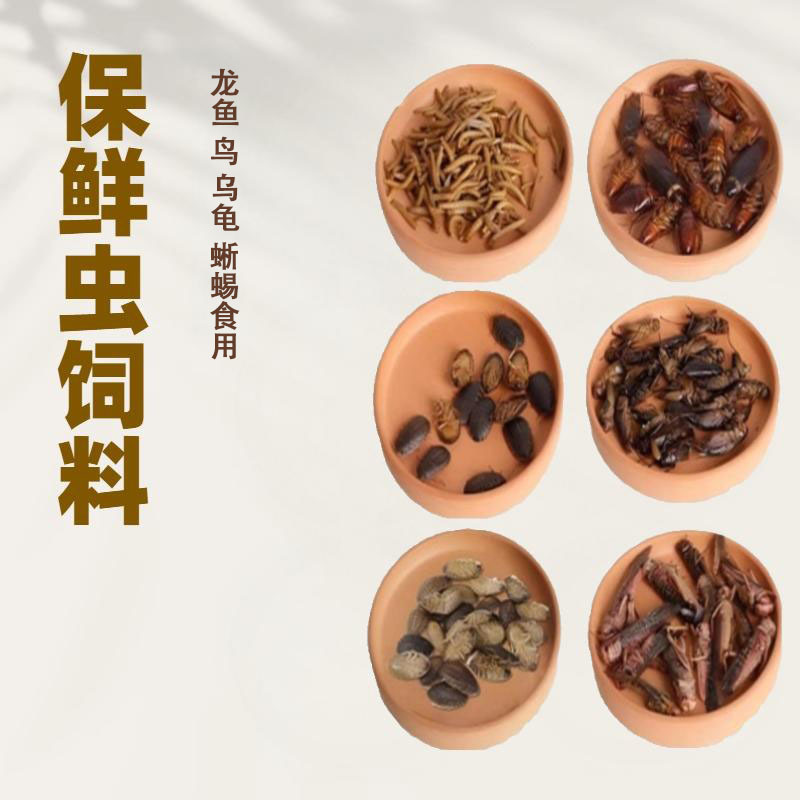 爬虫蛙鱼类食品保鲜虫蟋蟀大麦虫杜比亚蜈蚣昆娃树蛙守宫保鲜饲料