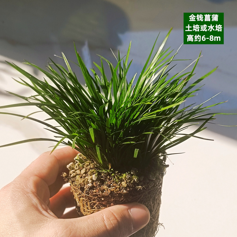 육군 녹색 돈 창포