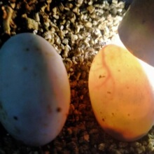 ���������؈D����ʯ���X�����S�������������������{������������