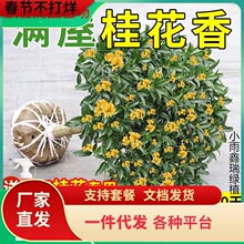 һ�����l�𻨘����ļ������Դ�����ʳ���҃�ͥԺ�_�������ͻ�