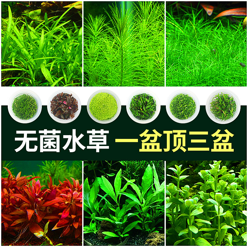 商品图