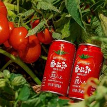番茄汁新疆番茄糖友富番茄红素GABA源头工厂一件批发一件 批发