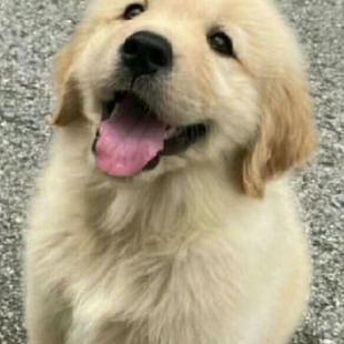 Ȯ������������Ȯ���N���w��ë�������wС��ë���̌��ﹷ������Ȯ