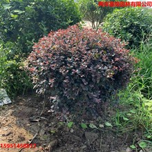 �t����ľ�����ͥԺ�G��ֲ���ļ�����t���^ľ�^�~��ľ�^�p�G�h