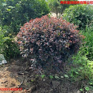 �t����ľ�����ͥԺ�G��ֲ���ļ�����t���^ľ�^�~��ľ�^�p�G�h