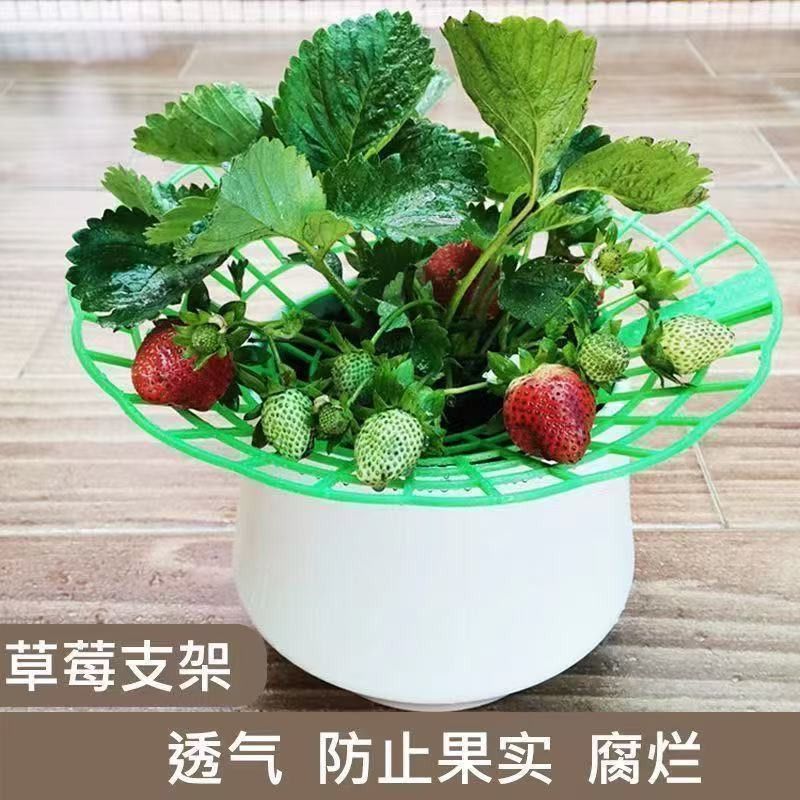 草莓支架托架阳台园艺种植圆形家庭家用拼接盆栽果实支撑架专用