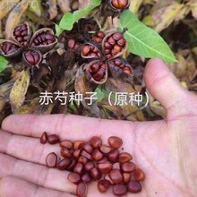 赤芍种子批发原种哈拉尔回收药材种植技术全程跟踪