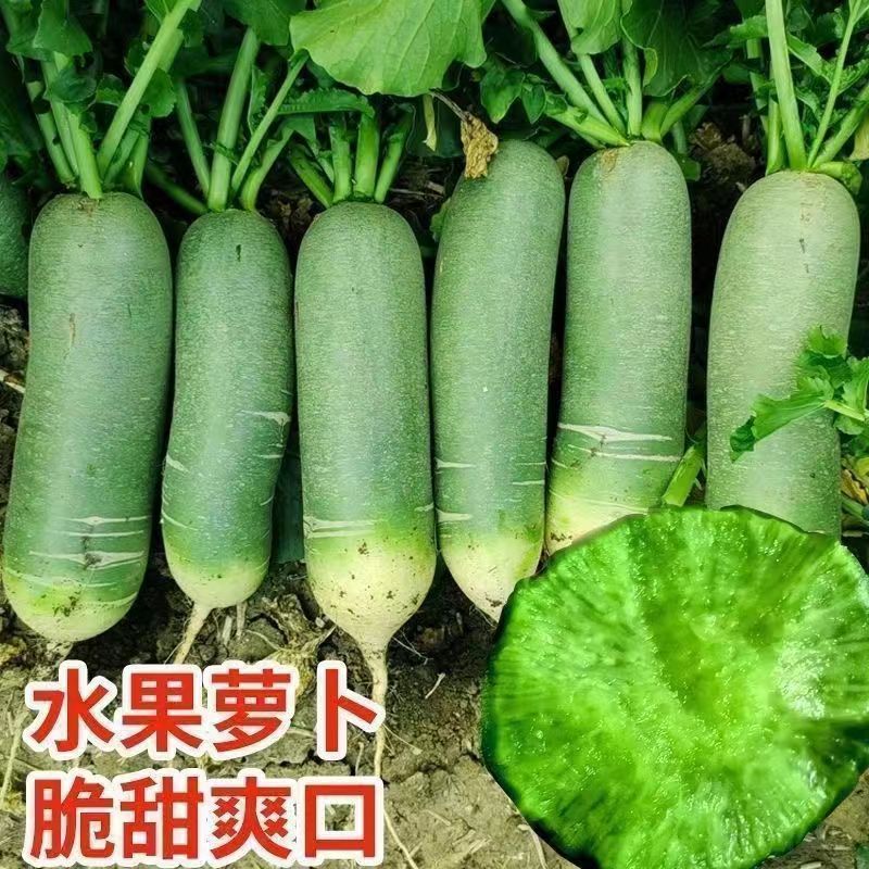 沙窝水果萝卜种子 生吃甜脆萝卜里外青萝卜种籽抗病高产蔬菜