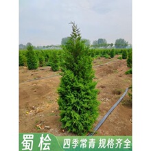 一件代发蜀块塔松树苗桧柏墓地松四季常青绿化苗龙柏树苗塔柏苗龙