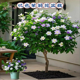 �pɫ�������� �pɫ���� �x������ �̨�҃������� ���㻨�ܰ��]